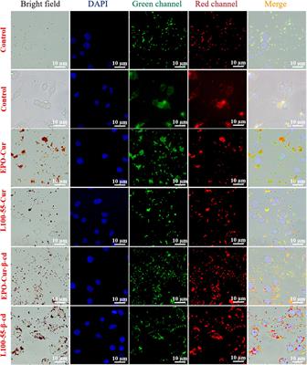 Application study of curcumin fluorescent complex coated with pharmaceutical excipients for cell imaging